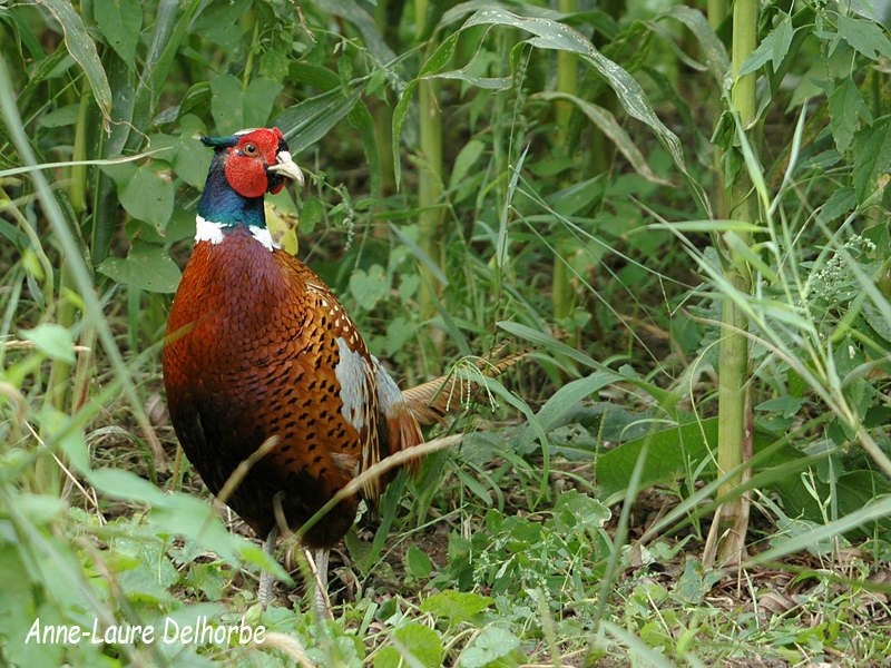 Common Pheasant