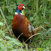 Common Pheasant