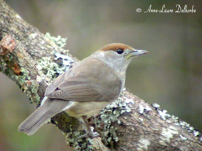 Eurasian Blackcap