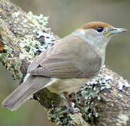 Eurasian Blackcap