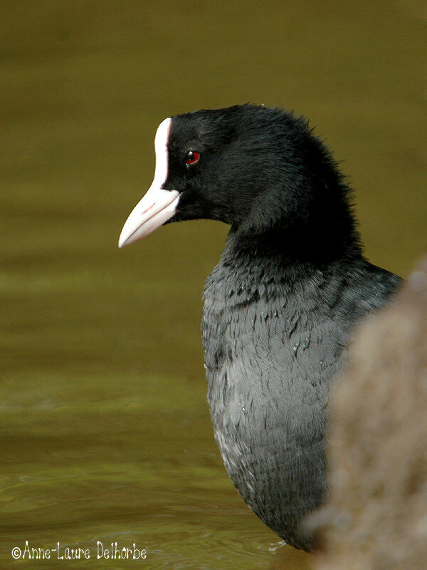 Eurasian Coot