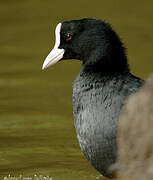 Eurasian Coot