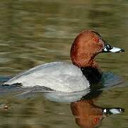 Common Pochard