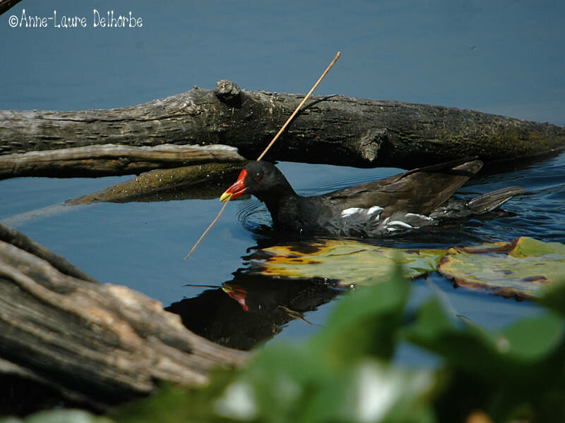 Common Moorhen