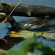 Gallinule poule-d'eau