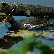 Common Moorhen