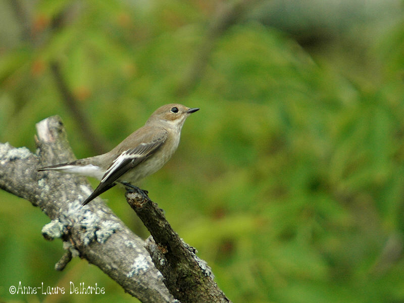 European Pied Flycatcher