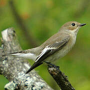 European Pied Flycatcher