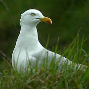 European Herring Gull