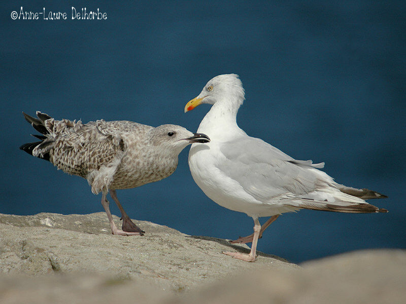 European Herring Gull