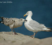 European Herring Gull