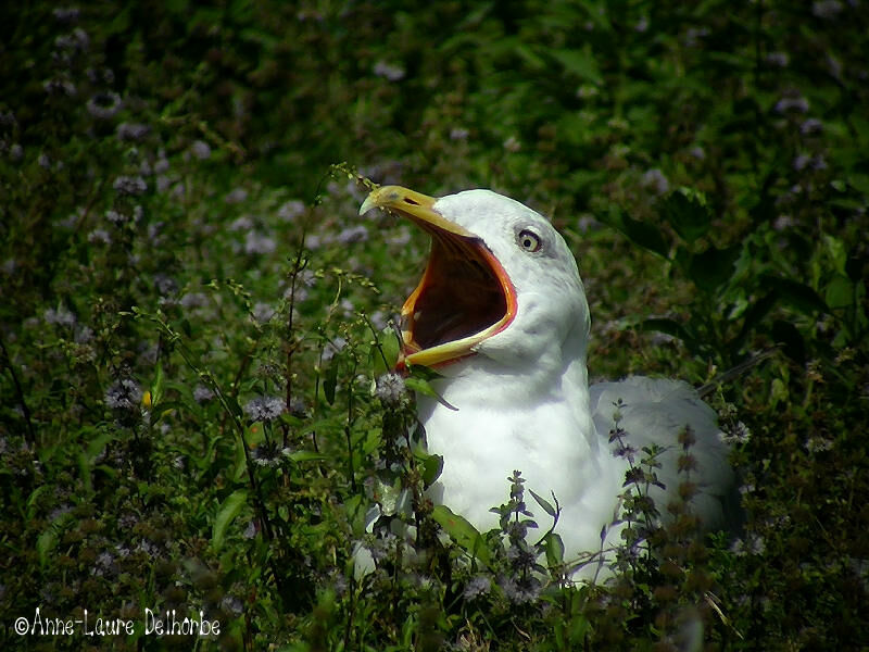 Yellow-legged Gull