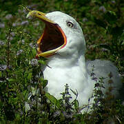 Yellow-legged Gull