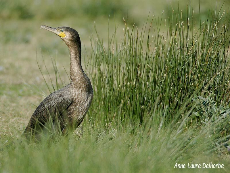 Great Cormorant