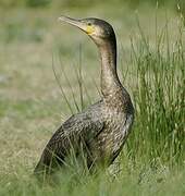 Great Cormorant