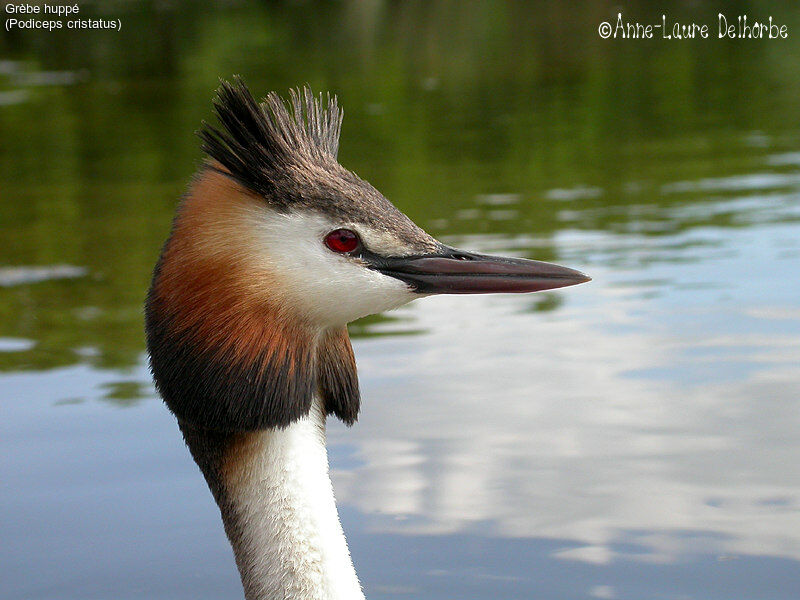 Great Crested Grebe