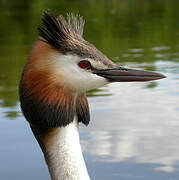 Great Crested Grebe