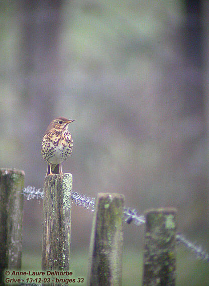 Song Thrush