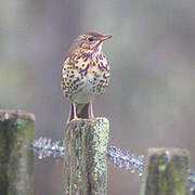 Song Thrush