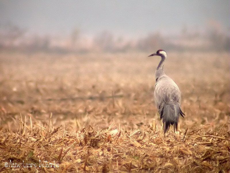 Common Crane