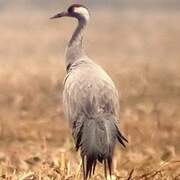 Common Crane