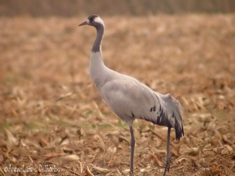 Common Crane