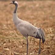 Common Crane