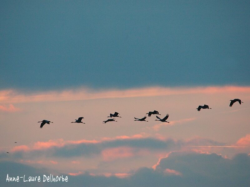 Common Crane