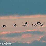 Common Crane