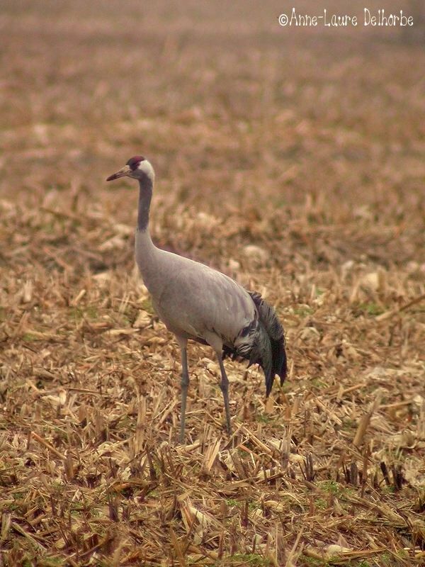 Common Crane