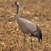 Common Crane