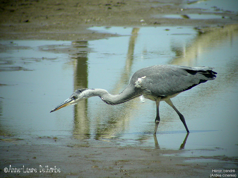 Grey Heron