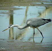 Grey Heron