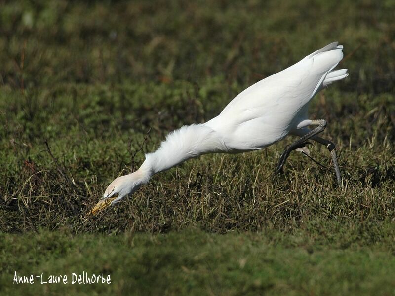 Western Cattle Egret