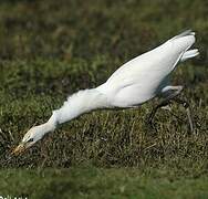 Western Cattle Egret