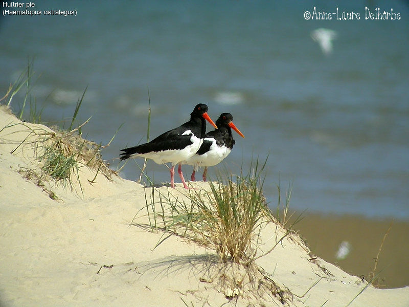 Eurasian Oystercatcher