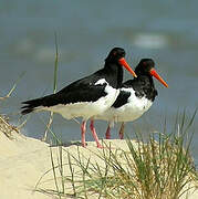 Eurasian Oystercatcher