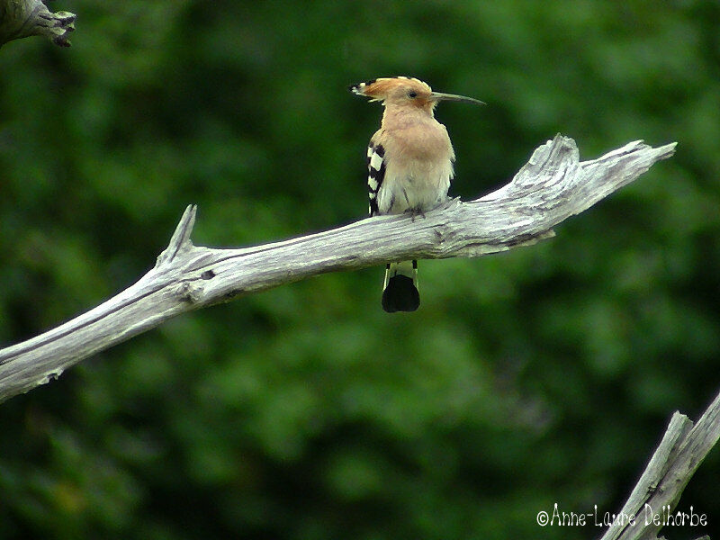 Eurasian Hoopoe