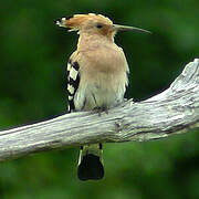 Eurasian Hoopoe