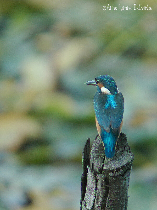 Common Kingfisher