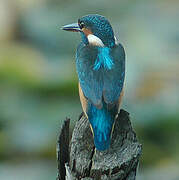 Common Kingfisher