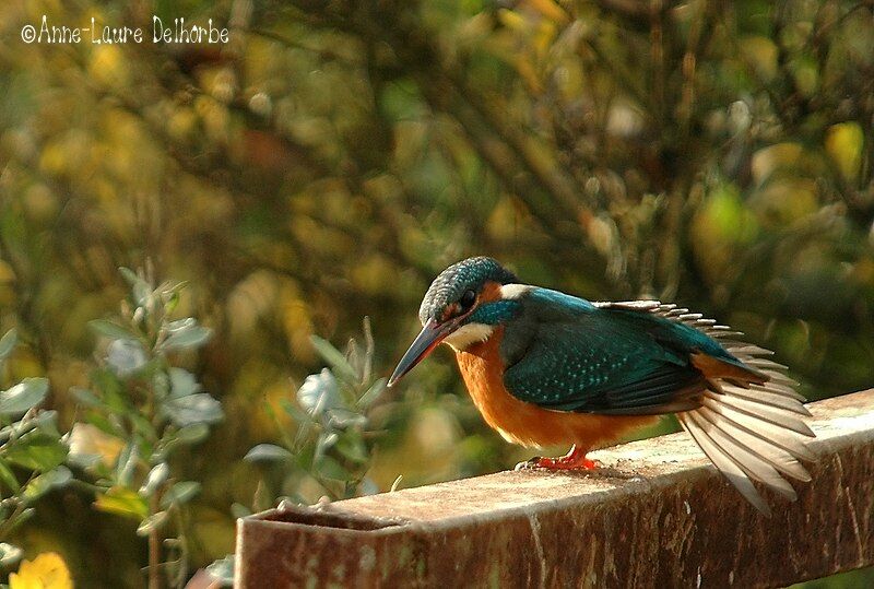 Common Kingfisher