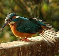 Common Kingfisher