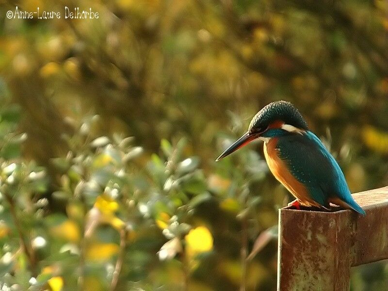 Common Kingfisher