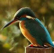 Common Kingfisher