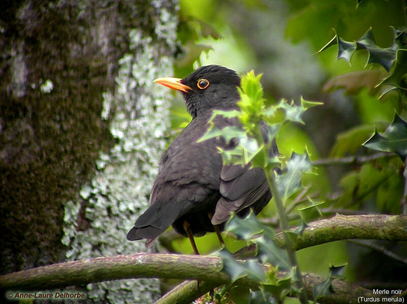 Common Blackbird