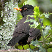 Common Blackbird