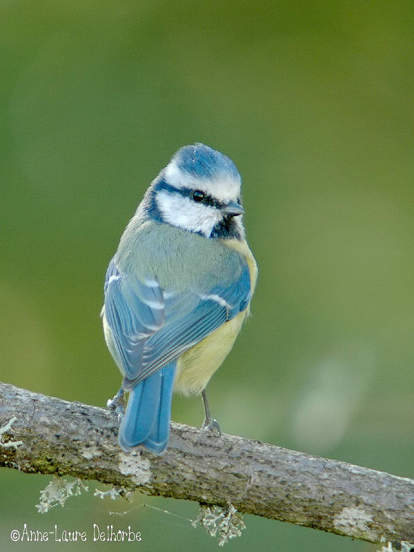 Eurasian Blue Tit