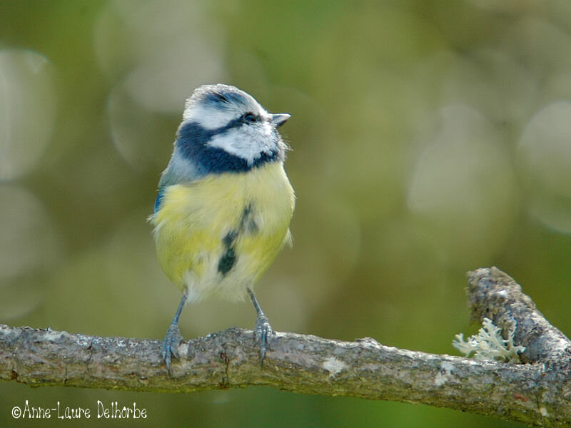 Eurasian Blue Tit