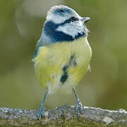 Mésange bleue